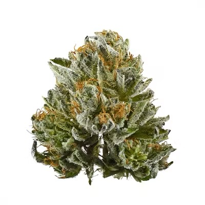 AK-47 flower at Zombie Labz Dispensary