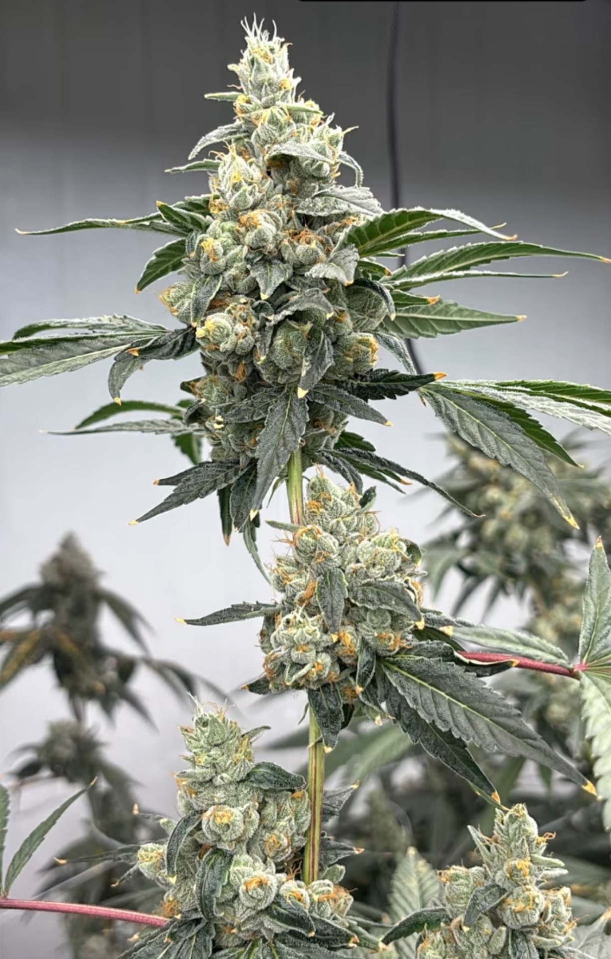 Premium Flower at Zombie Labz Dispensary